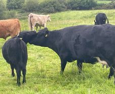 5 Pedegree Polled Dexter Cow and Calf