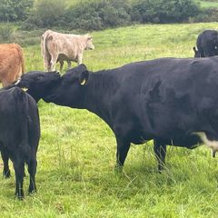 5 Pedegree Polled Dexter Cow and Calf