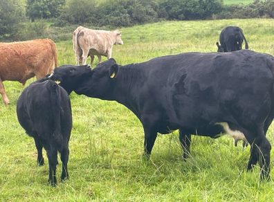 5 Pedegree Polled Dexter Cow and Calf