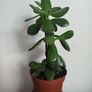 Jade plant Image 2