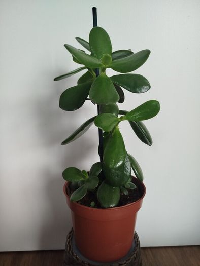 Jade plant