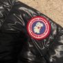 Canada goose Image 2