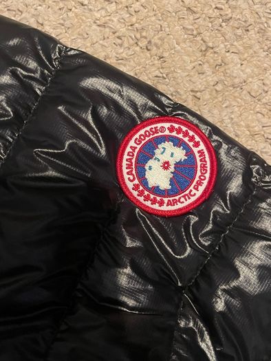 Canada goose