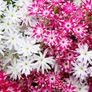 (P) Drummonds Phlox Twinkles seeds 1g (aprox. 500 seeds) (602476) Image 4