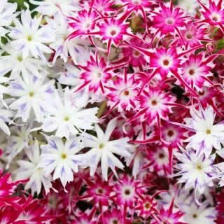 (P) Drummonds Phlox Twinkles seeds 1g (aprox. 500 seeds) (602476)