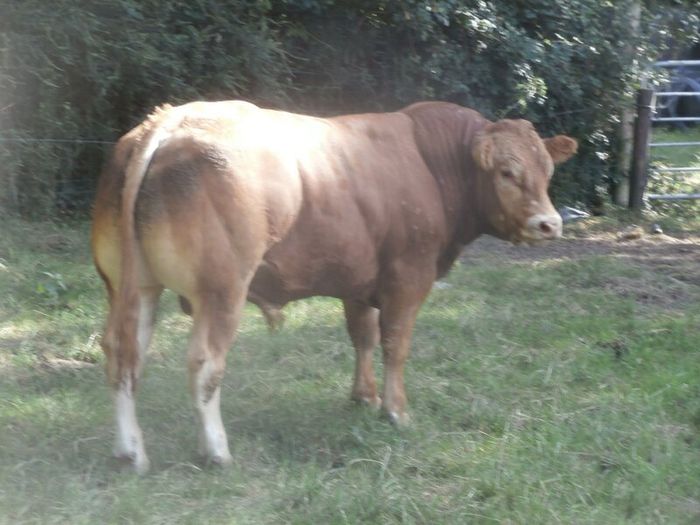 limousin  bulls