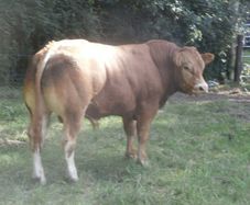 limousin  bulls