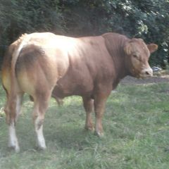 limousin  bulls