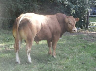 limousin  bulls