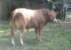 limousin  bulls