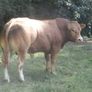 limousin  bulls Image 3
