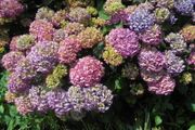 Hydrangea