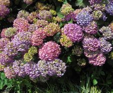 Hydrangea