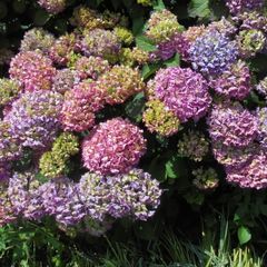 Hydrangea
