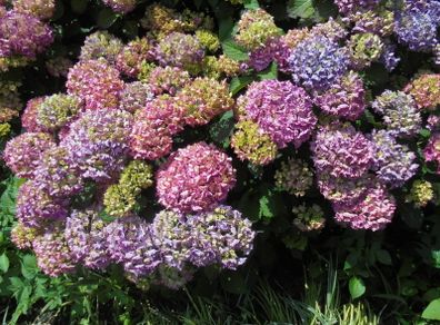 Hydrangea