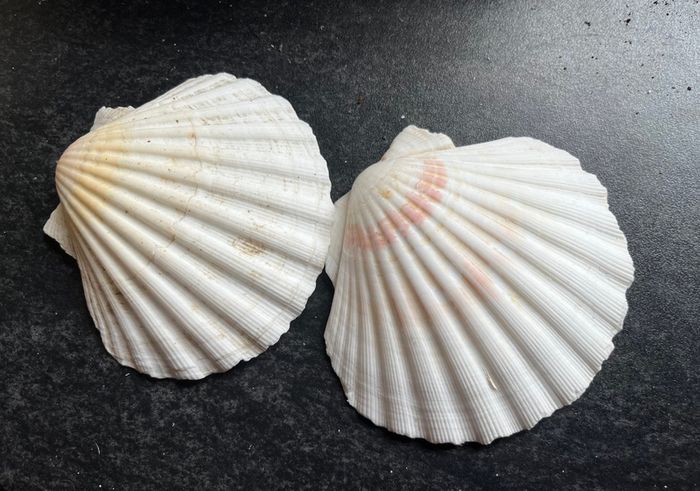 2 Shells