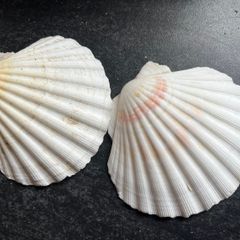 2 Shells