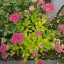 Sedum Autumn - Garden flowers Image 4