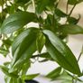 Plant / Houseplant  Tradescantia Fluminensis Green Hill Image 5