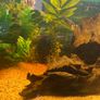 fish tank Image 3