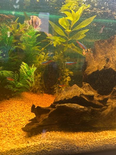fish tank