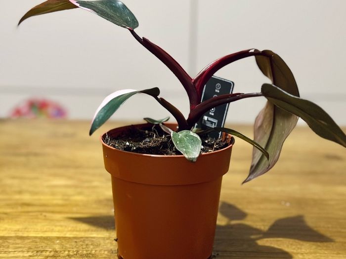 Philodendron Pink Princess in 12cm pot and 25cm in height