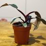 Philodendron Pink Princess in 12cm pot and 25cm in height Image 5