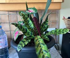 plant