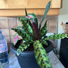 plant