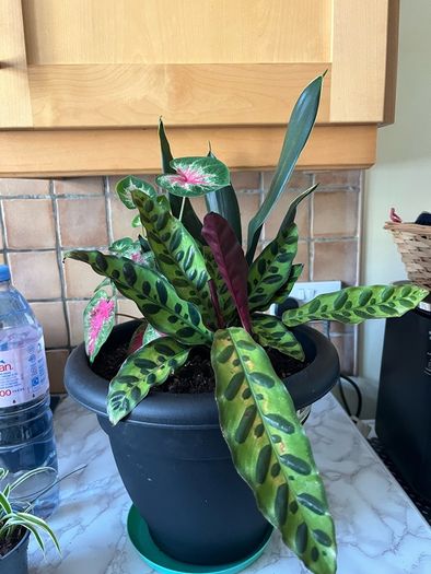 plant