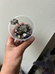 String of Hearts (Variegated)