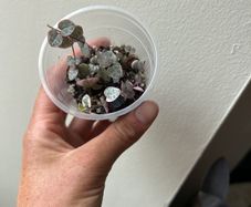 String of Hearts (Variegated)