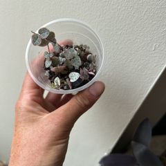 String of Hearts (Variegated)