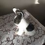 Lomonosov English Spaniel figurine Image 4