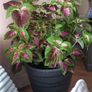 Coleus Houseplant & Tall Premium Planter Image 2