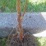 Bareroot autumn raspberry plants Image 2