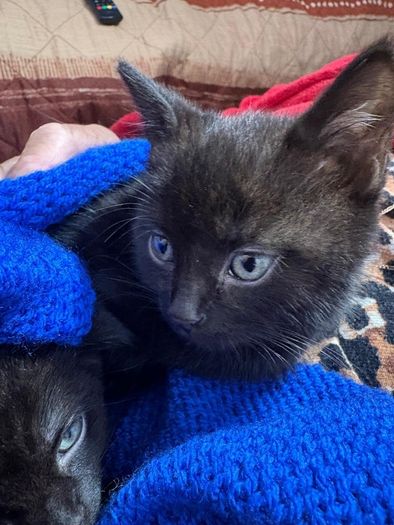 kitten