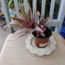 Tradescantia Spathcea plant Image 3