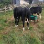 heifers Image 3