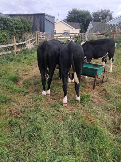 heifers