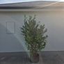Xl laurel hedging Image 2