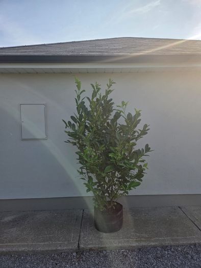 Xl laurel hedging