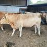 7 organic incalf heifers Image 2