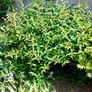 St. John's Wort 'Hidcote' - Hypericum hidcoteense Image 3