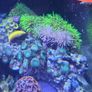 coral frags Image 4