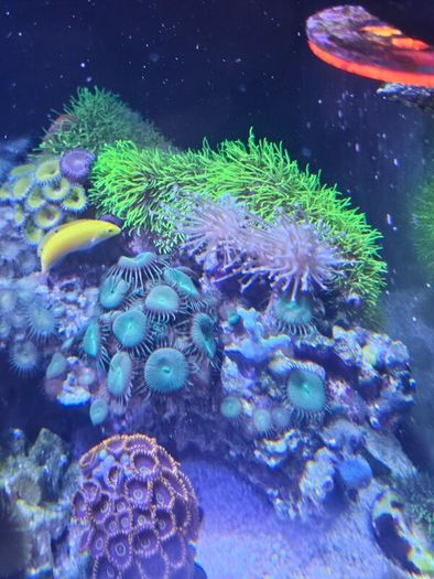 coral frags