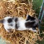 kittens for adoption Image 3