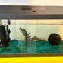 fish tank with 4 fish included Image 3