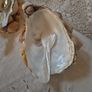 Hand crafted Oyster shell salt crock Image 2