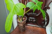 Philodendron Golden Dragon (Var. Revert to green)